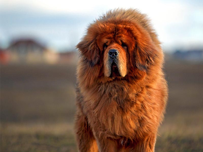 Everything You Wanted To Know About Tibetan Mastiff